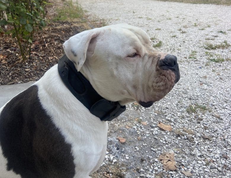 Gilles Galvin , sol résine concept construisent la maison des animaux